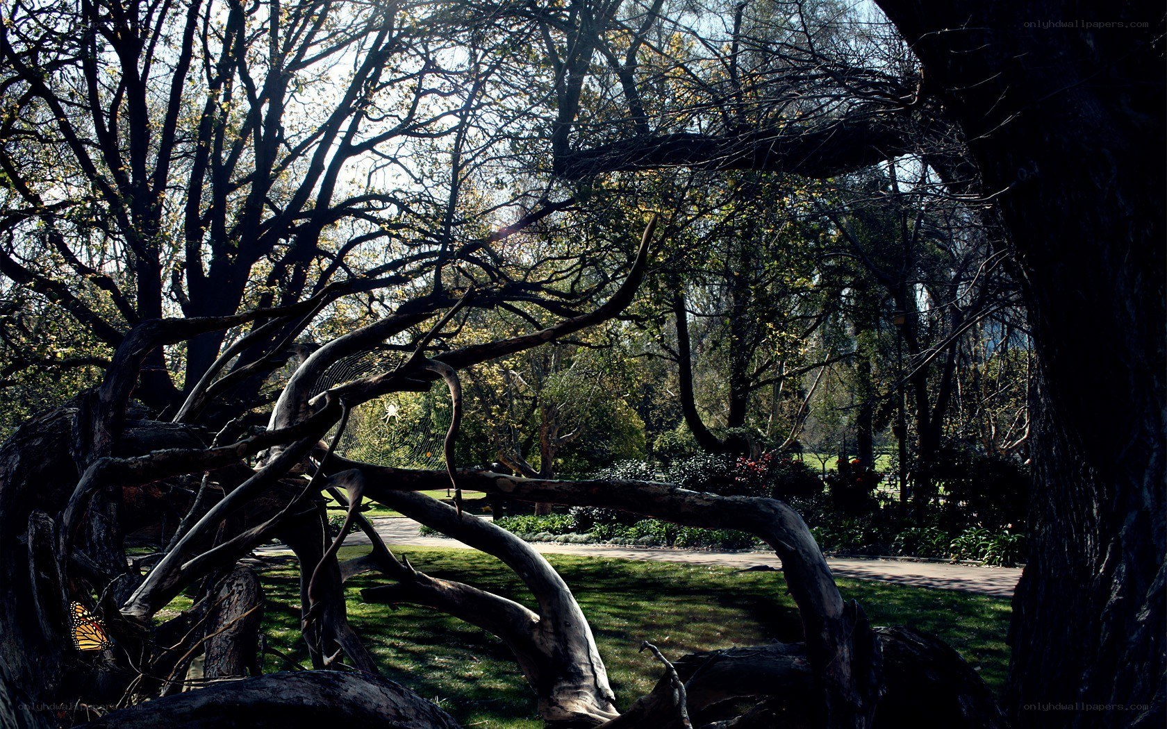 Twisted tree branches in a park