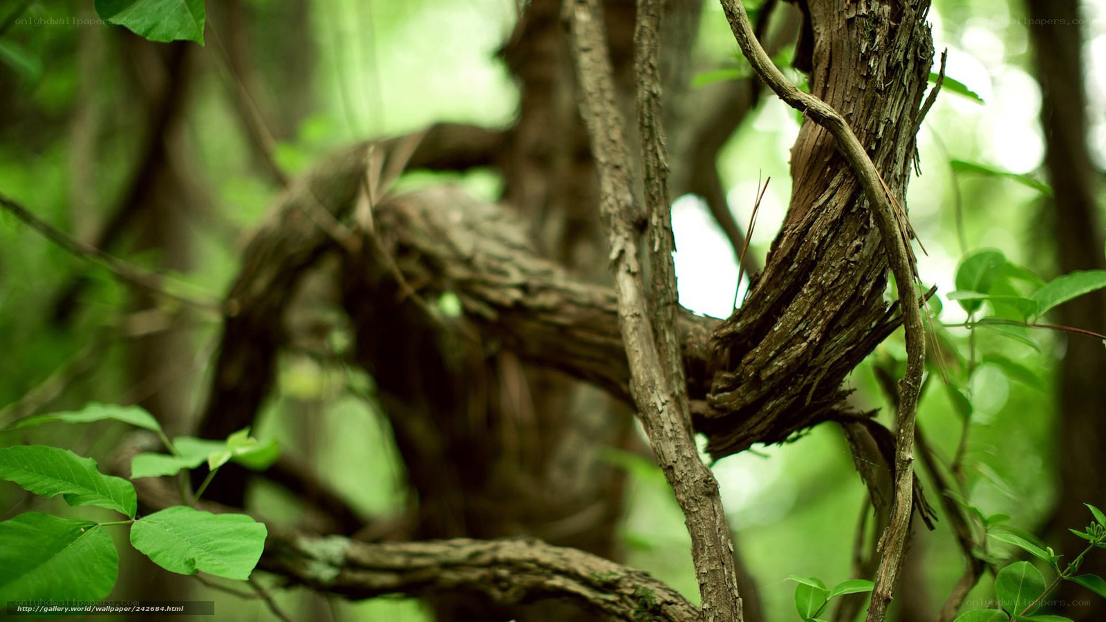 Twisted tree branches in forest