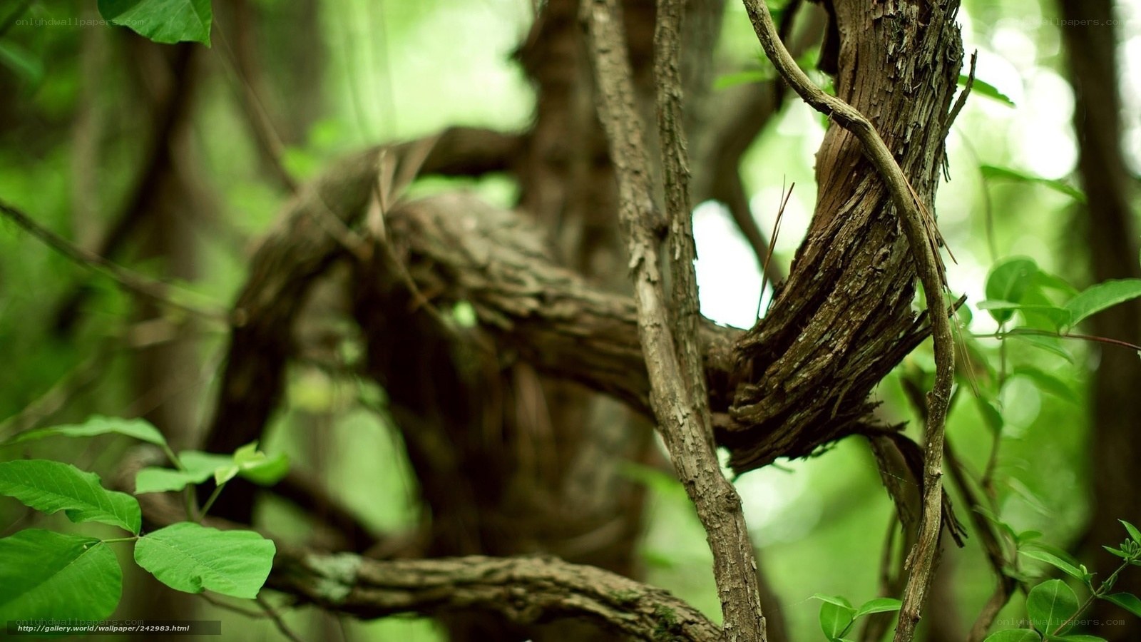 Twisted tree branches in forest