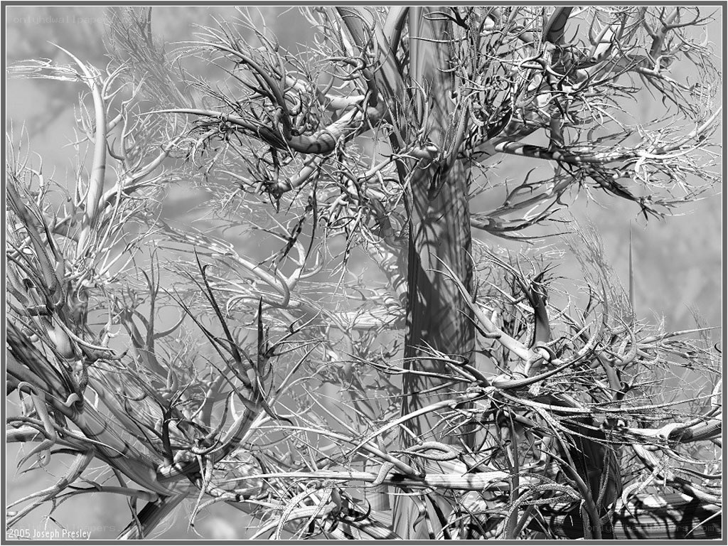Twisted tree branches in monochrome