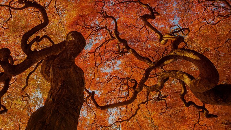 Twisted Tree Branches — Orange