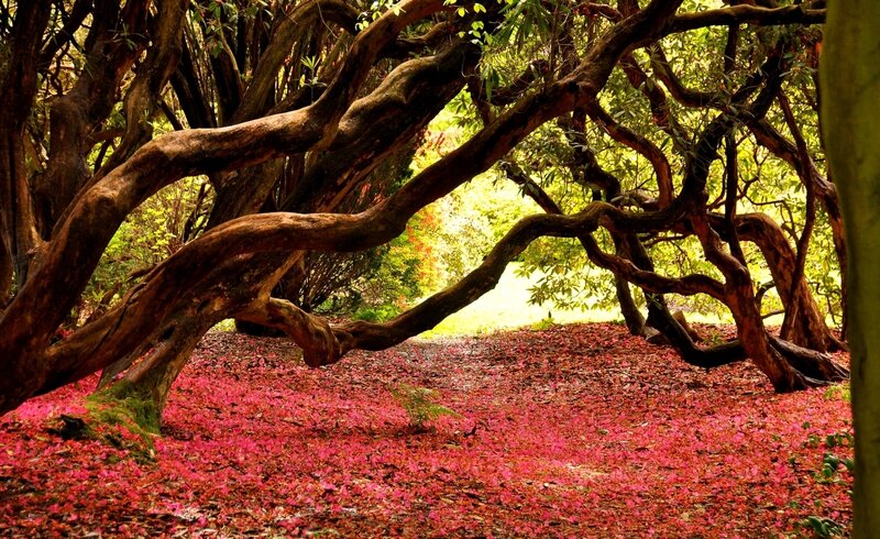Twisted Tree Branches — Red