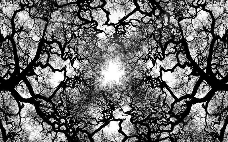 Twisted tree branches silhouette