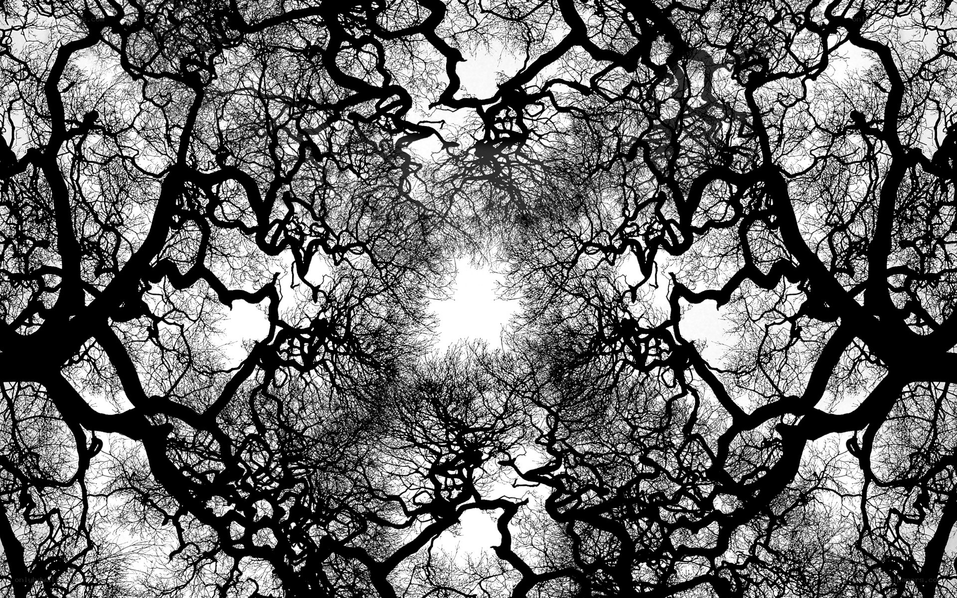 Twisted tree branches silhouette