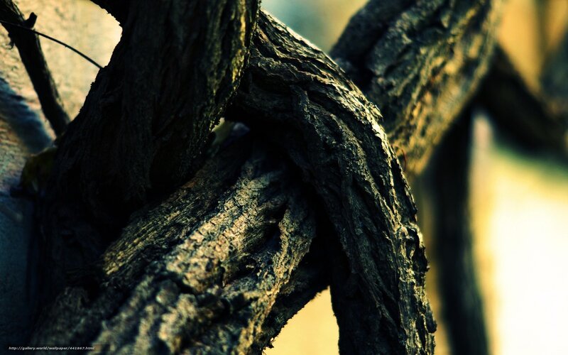 twisted tree branches