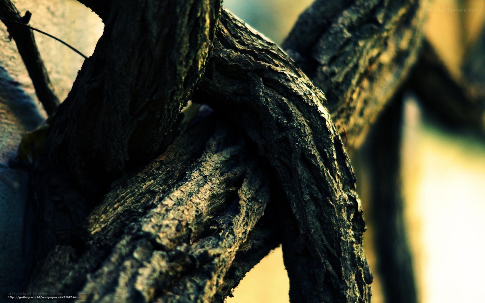 twisted tree branches