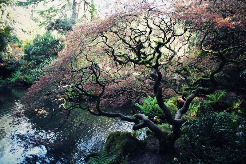 Twisted tree by a pond