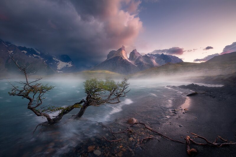 Twisted Tree by Lake