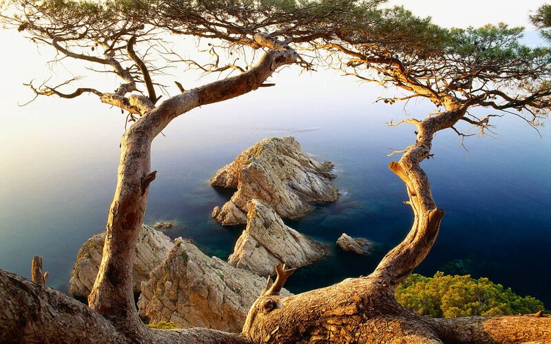 Twisted Tree Framing Sea