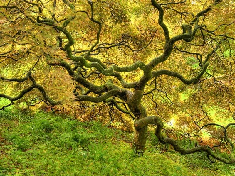 Twisted tree in a forest
