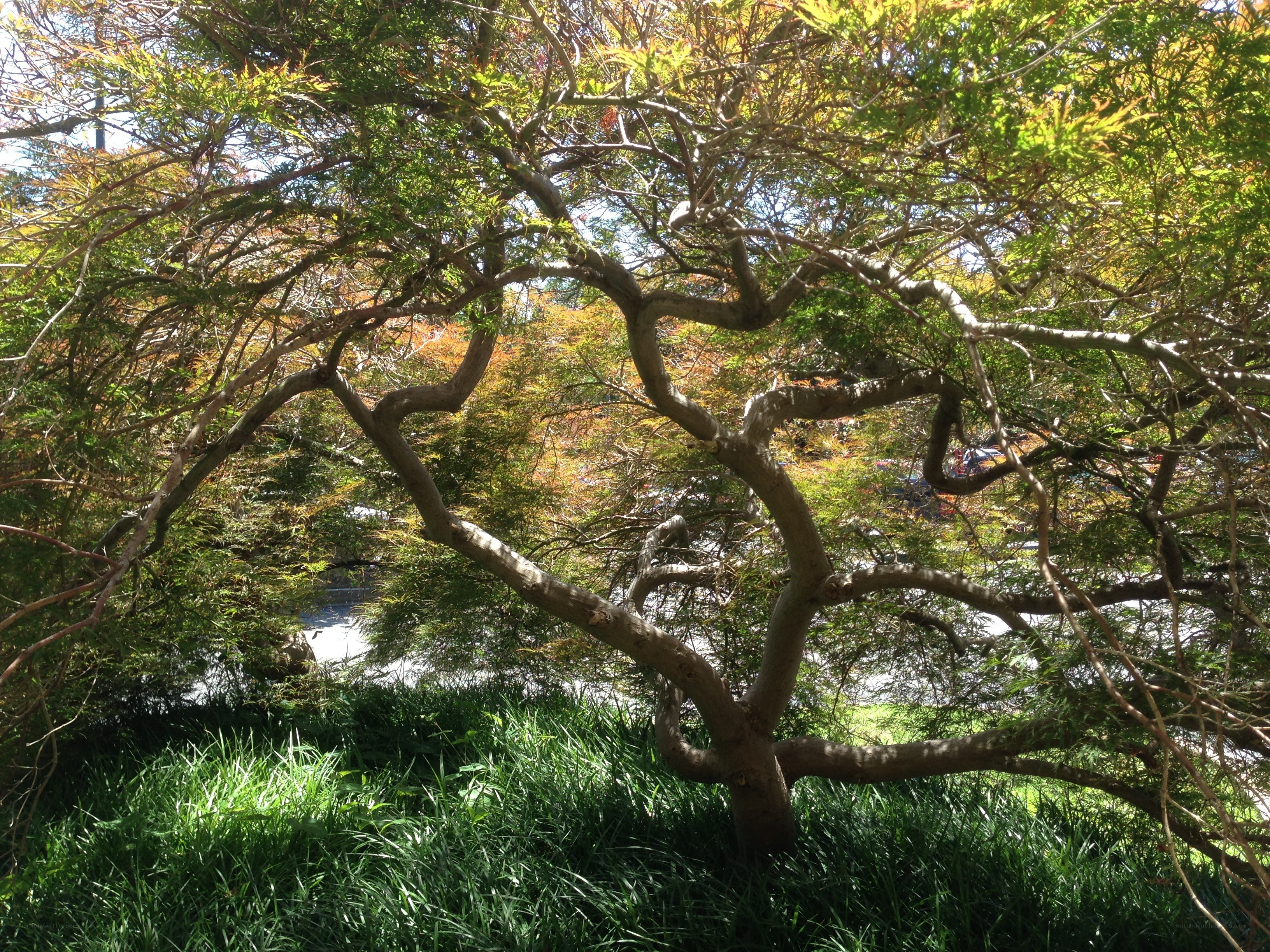 Twisted tree in a garden
