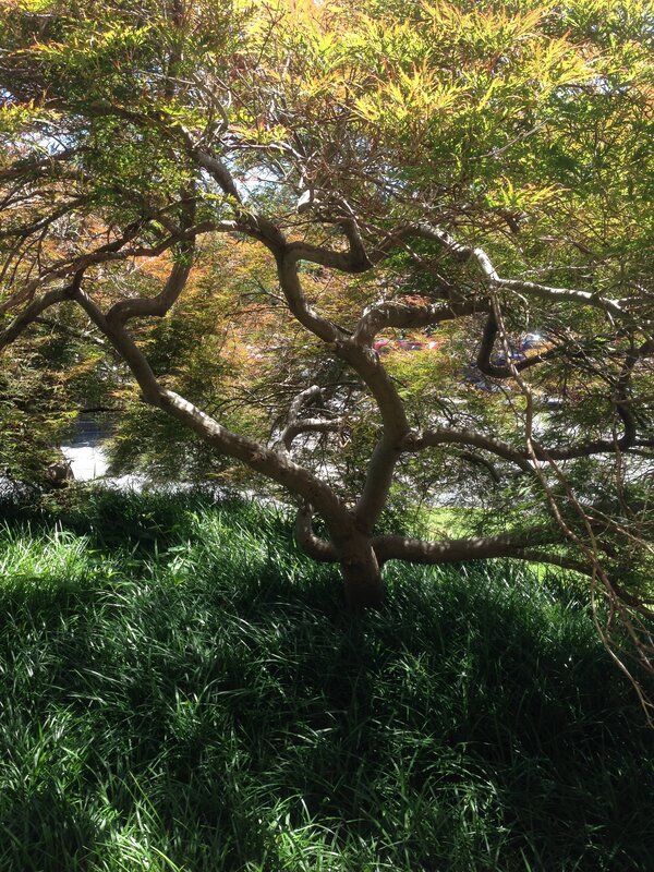Twisted tree in a garden