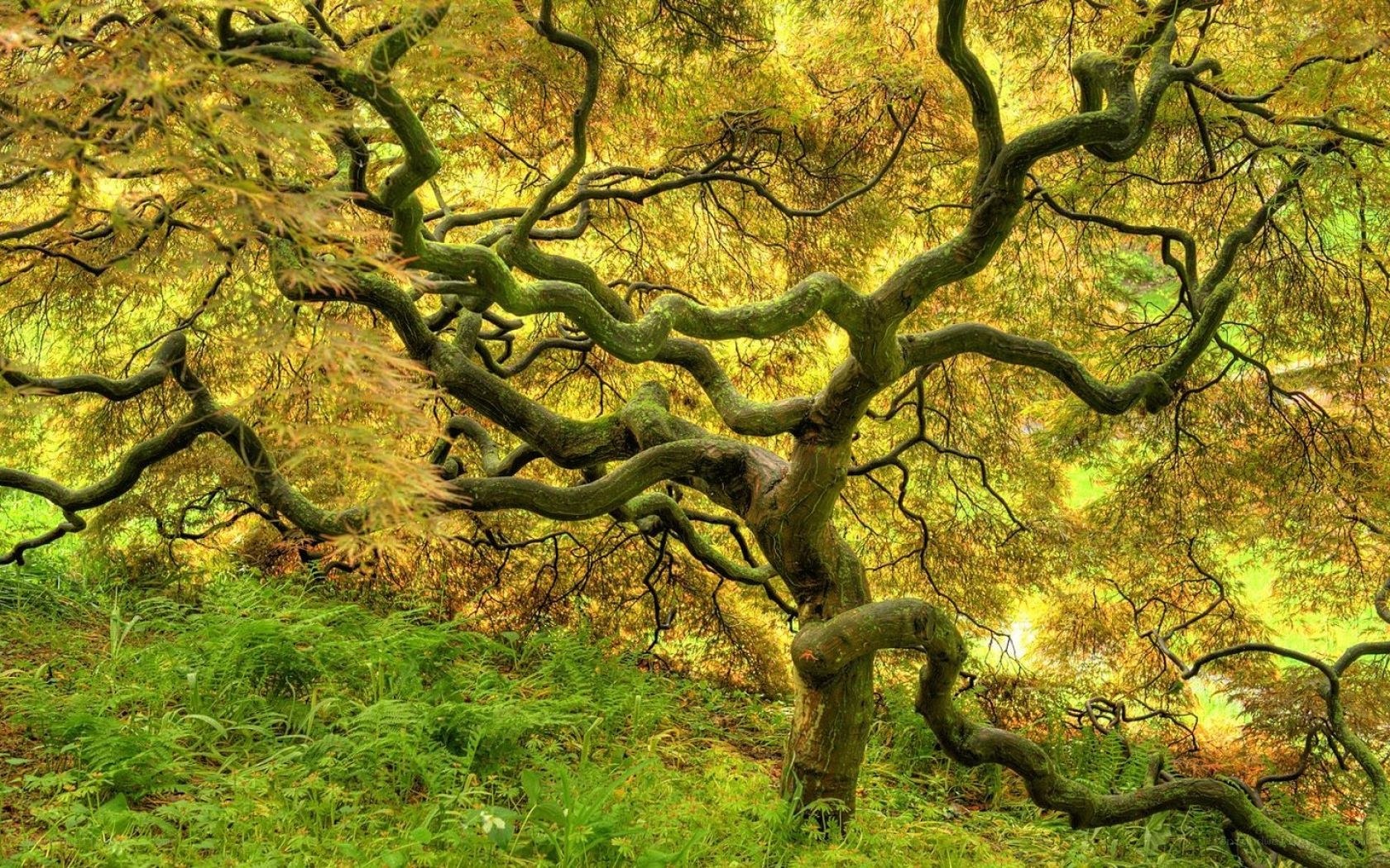 Twisted tree in autumn forest