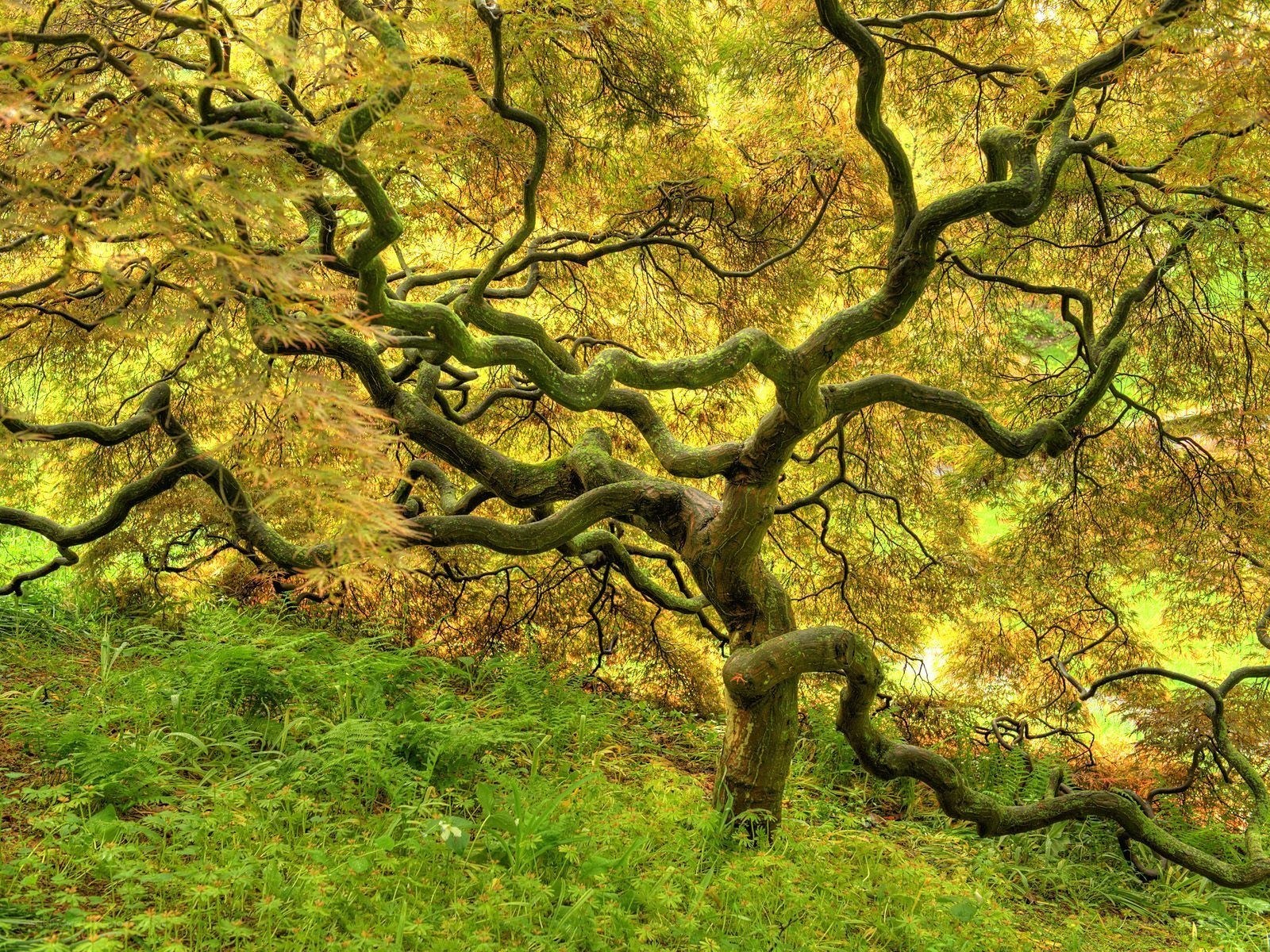 Twisted tree in autumn forest