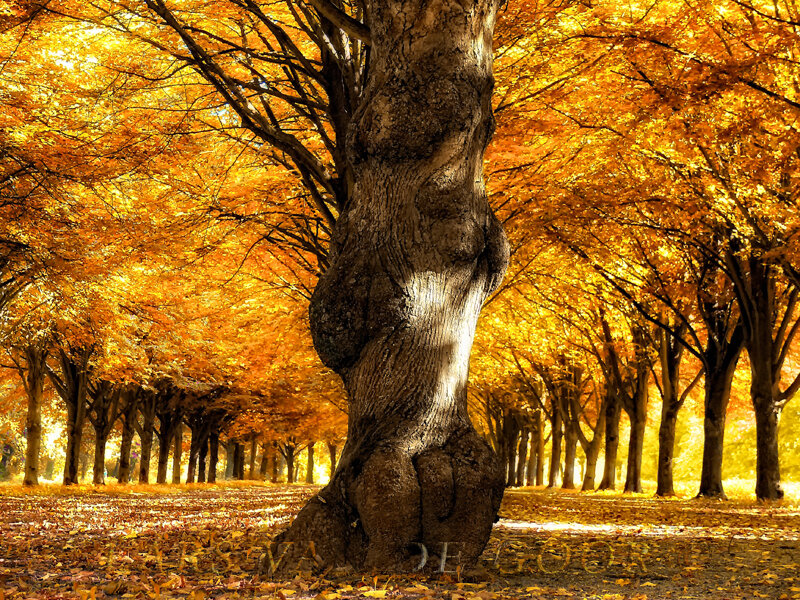 Twisted Tree in Autumn