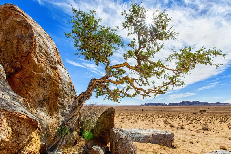 Twisted Tree in Desert — Blue