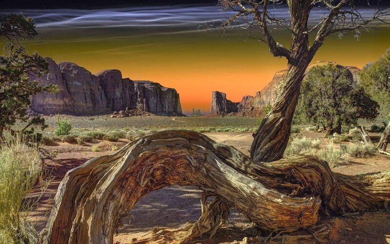 Twisted Tree in Desert — Orange