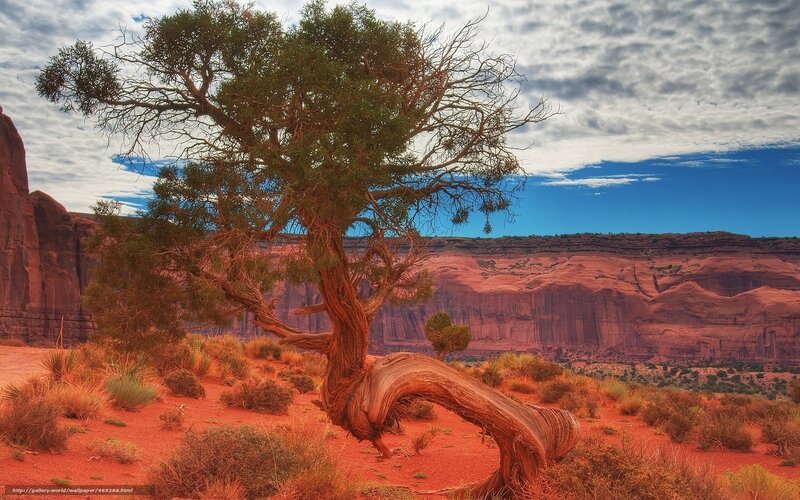 Twisted Tree in Desert — Red, Dramatic, Afternoon