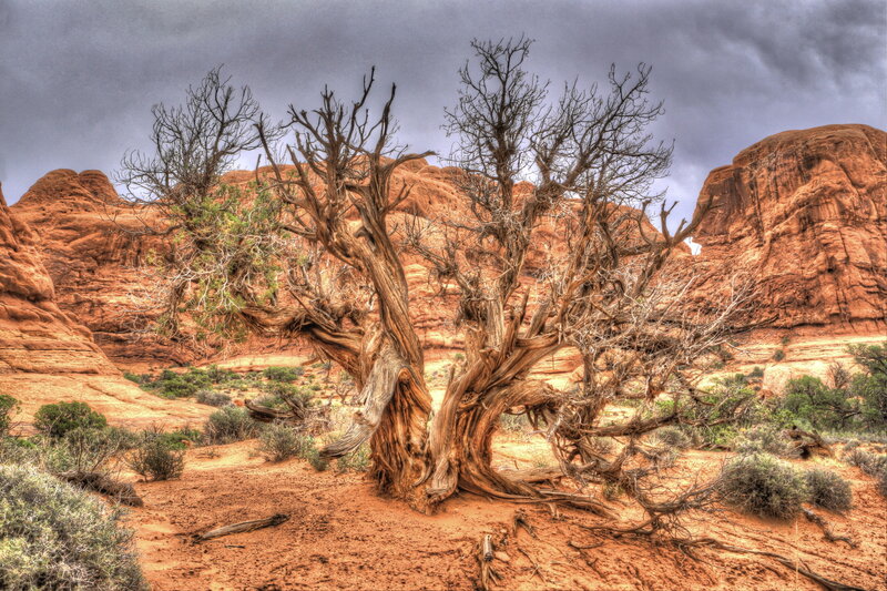 Twisted Tree in Desert — Red, Dramatic