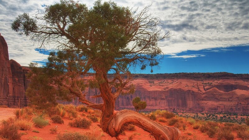 Twisted Tree in Desert — Red