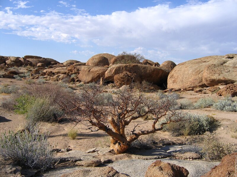 Twisted Tree in Desert