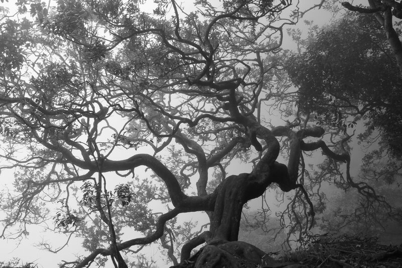 Twisted Tree in Fog — Black
