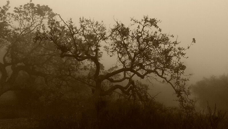 Twisted Tree in Fog — Brown