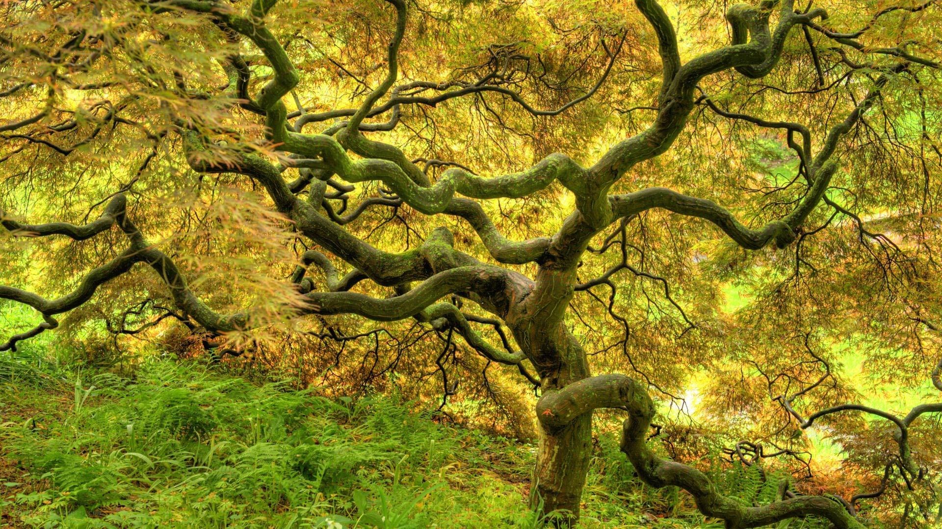 Twisted tree in forest