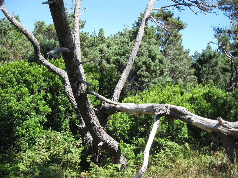 Twisted tree in forest