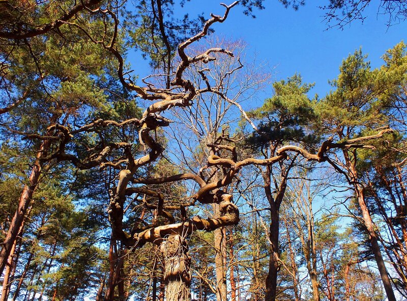 Twisted Tree in Forest — Blue, Serene
