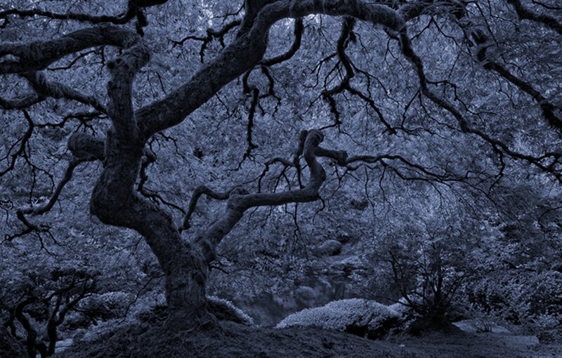 Twisted Tree in Forest — Blue
