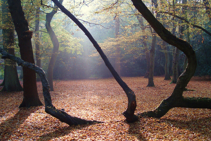 Twisted Tree in Forest — Brown