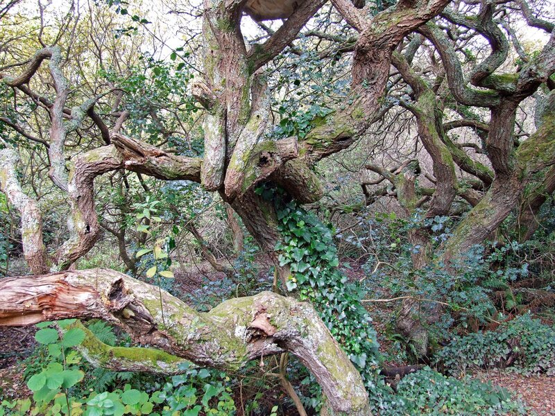Twisted Tree in Forest — Green, Natural, Afternoon