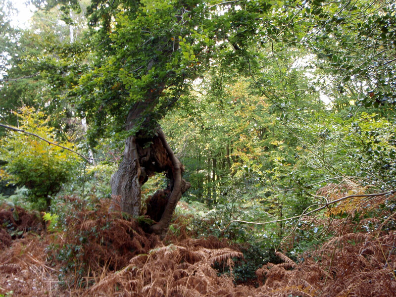 Twisted Tree in Forest — Green, Natural