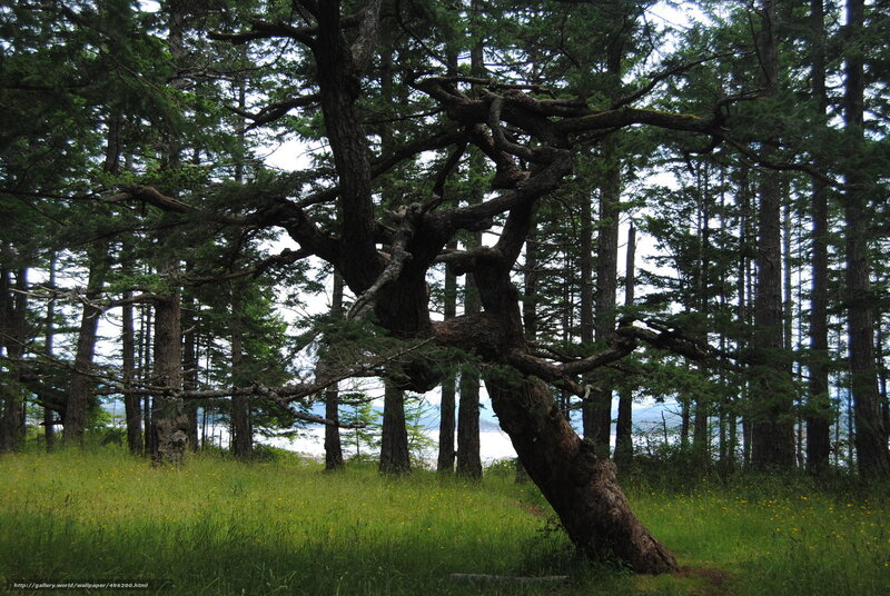 Twisted Tree in Forest — Green, Serene, Afternoon