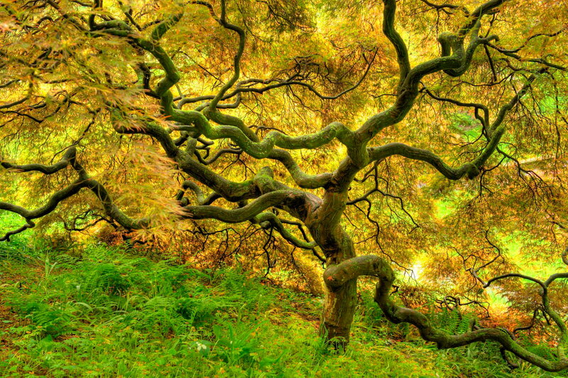 Twisted Tree in Forest — Green, Serene