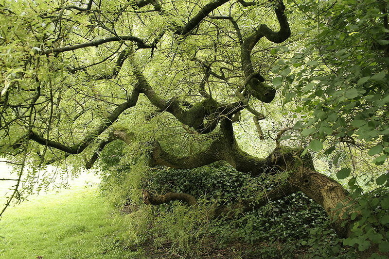 Twisted Tree in Forest — Green