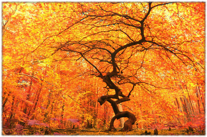 Twisted Tree in Forest — Orange