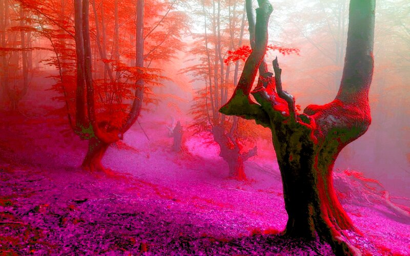 Twisted Tree in Forest — Red