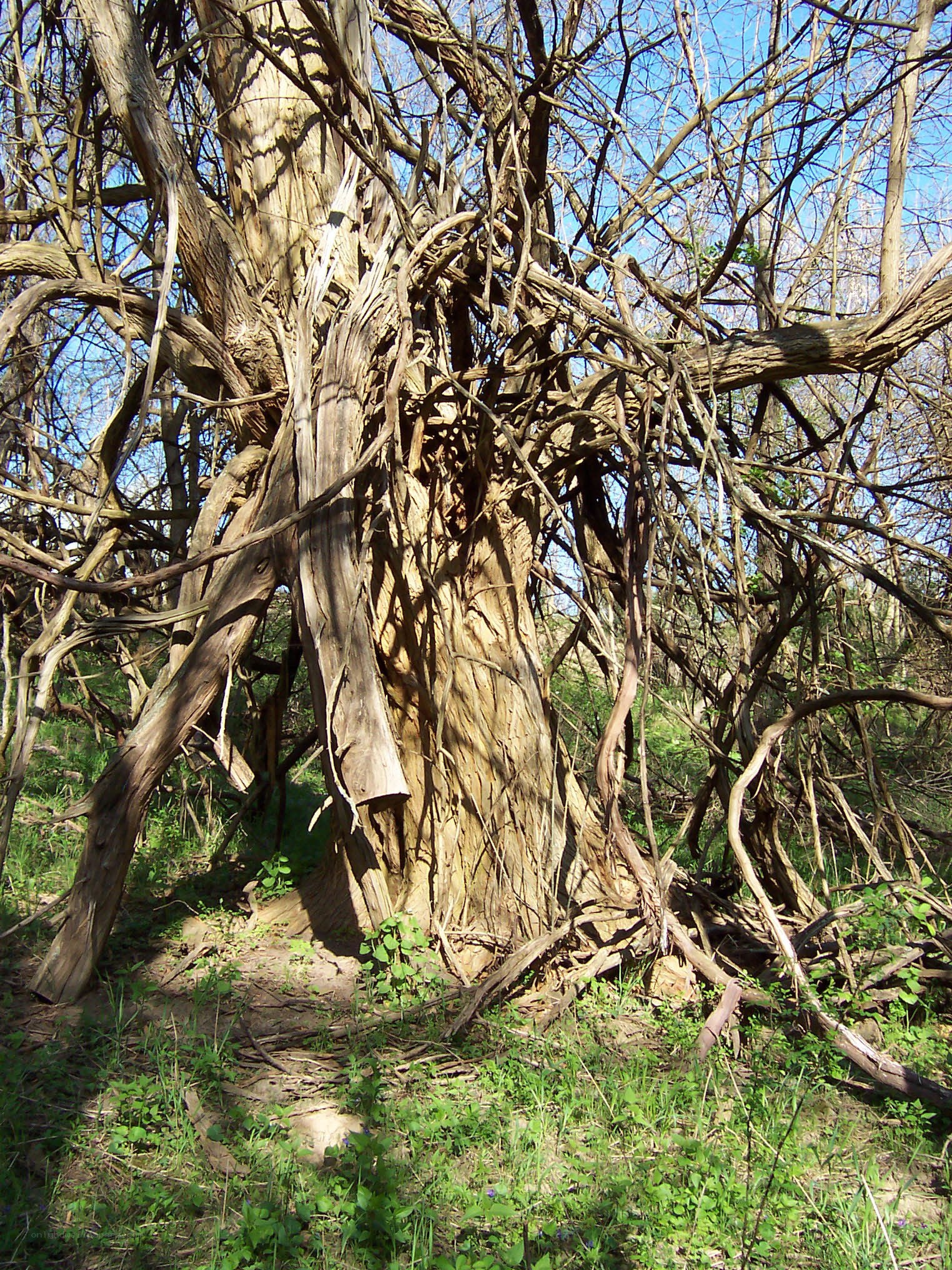 Twisted tree in forest