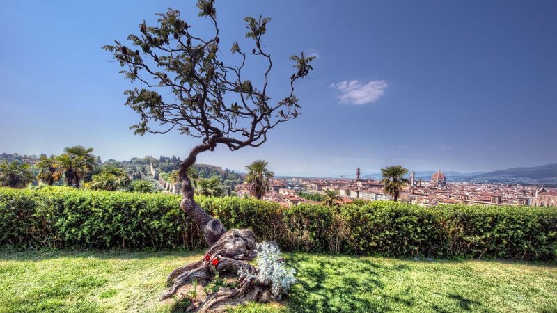 Twisted Tree in Garden — Green