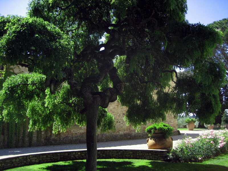 Twisted Tree in Garden