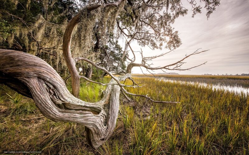Twisted tree in marsh landscape