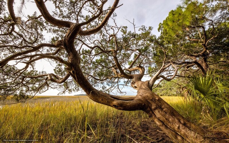 Twisted Tree in Marsh