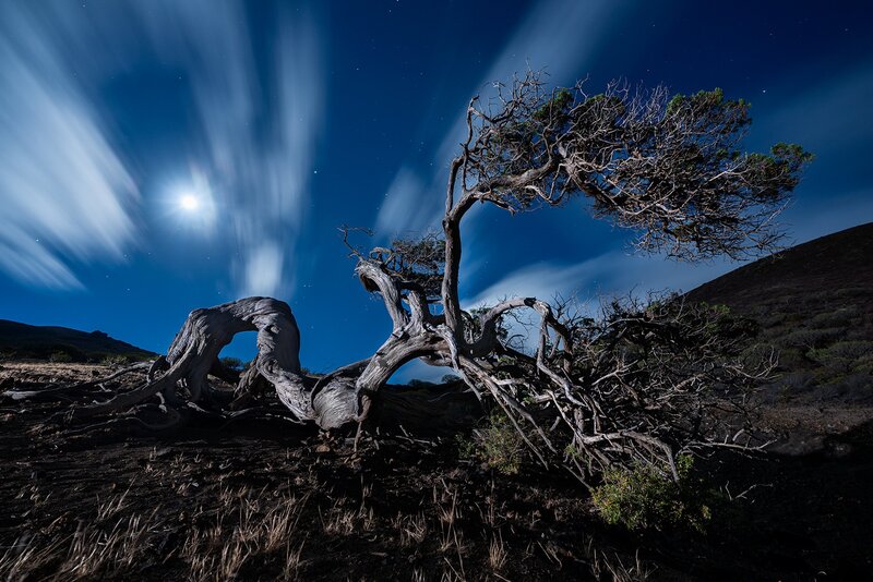 Twisted Tree in Night