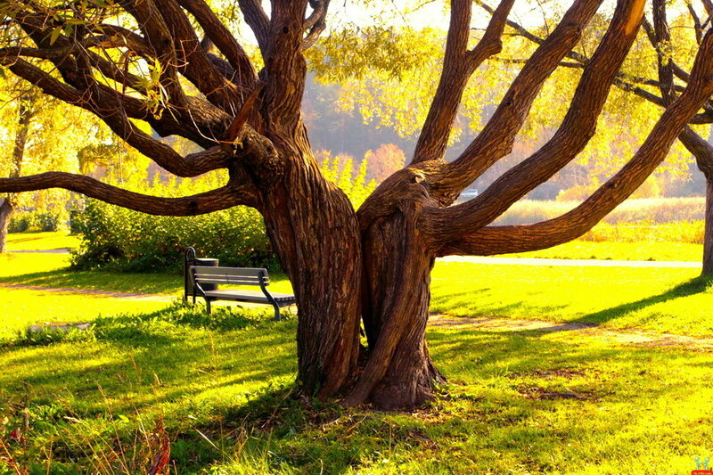 Twisted Tree in Park