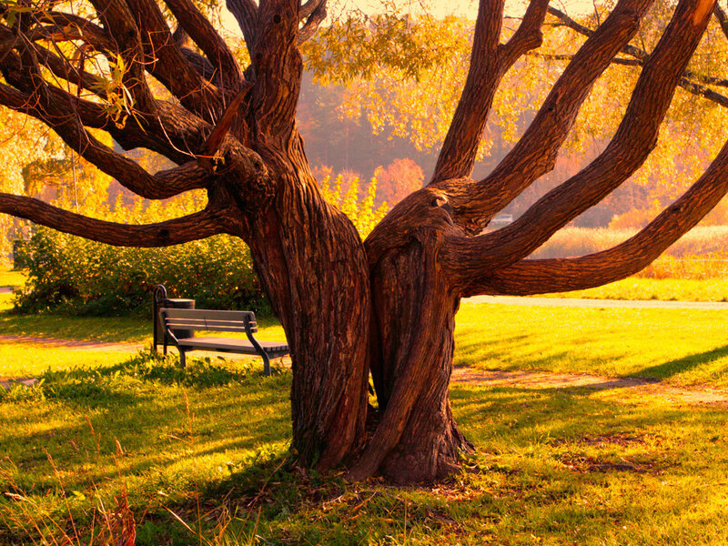 Twisted Tree in Park — Yellow, Serene