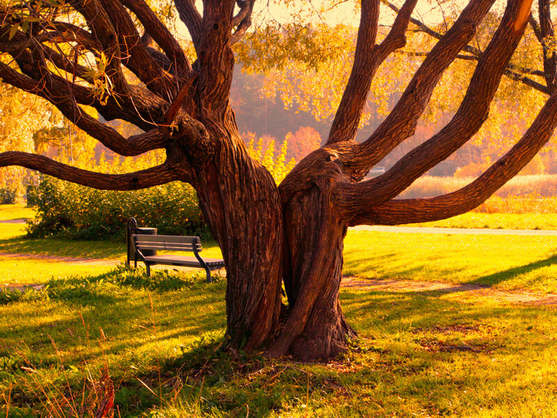 Twisted Tree in Park — Yellow