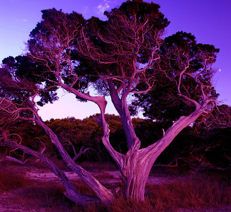 Twisted Tree in Purple Light