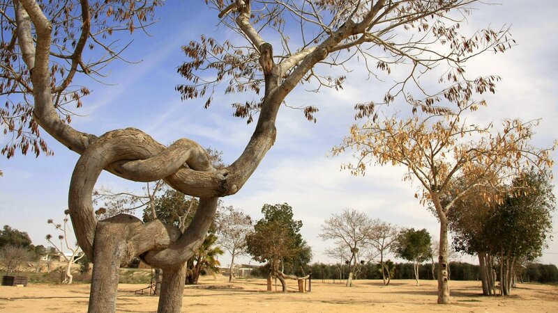 Twisted Tree Knot — Brown